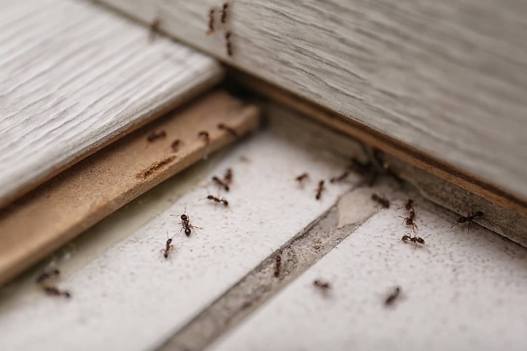 Black ants seen on a house floor before a pest control session.